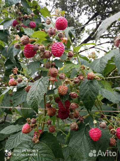 Ремонтантная малина