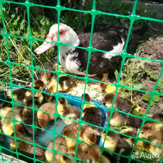 Утята индоутки
