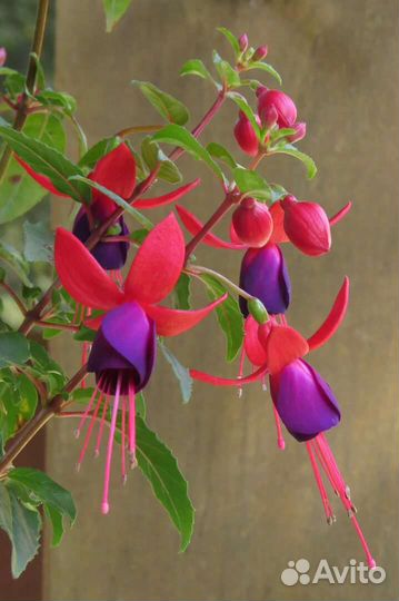 Фуксия черенки