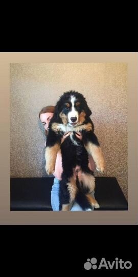 Передержка собак