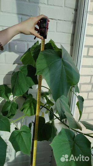 Саженцы павловния