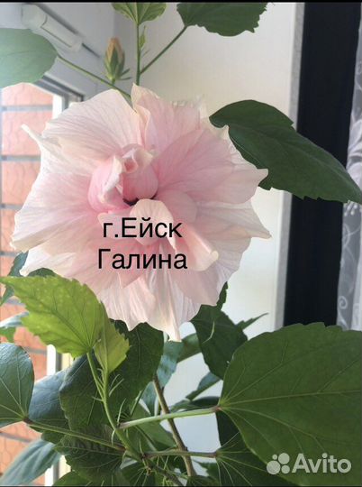 Гибискус,китайская роза