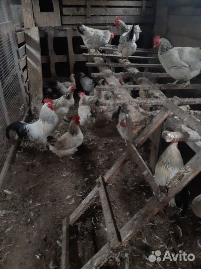 Яйцо инкубационное порода Адлер Серебристый