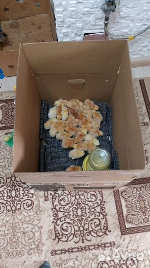 Продам перепелиные яйца