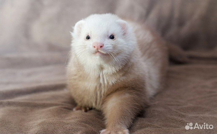 Хорек Шампань