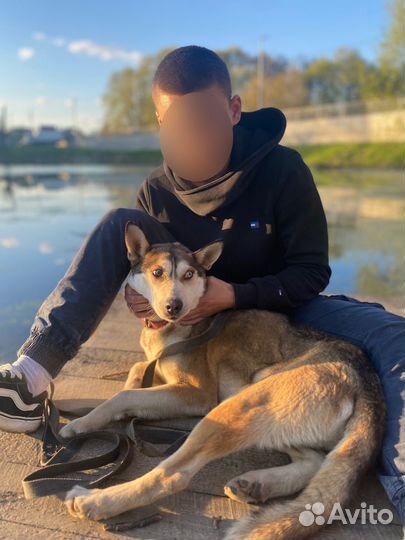 Кобель хаски