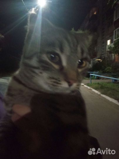 Найден кот