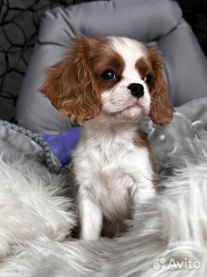 Кавалер Кинг Чарльз Спаниель