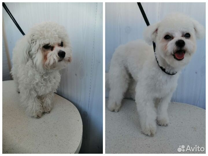 Стрижка и тримминг собак