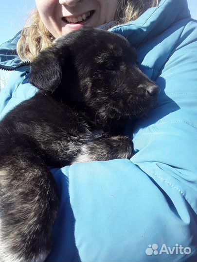 Ищу добрый дом