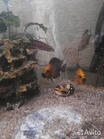 Продам танганьику