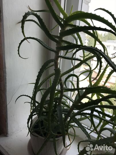 Алое, столетник растение