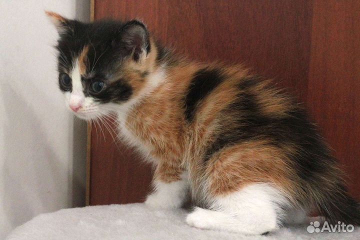 Котенок