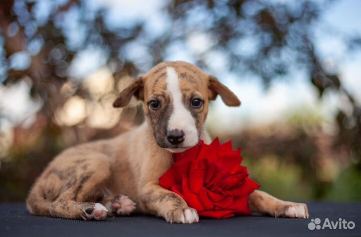 Щенок уиппета