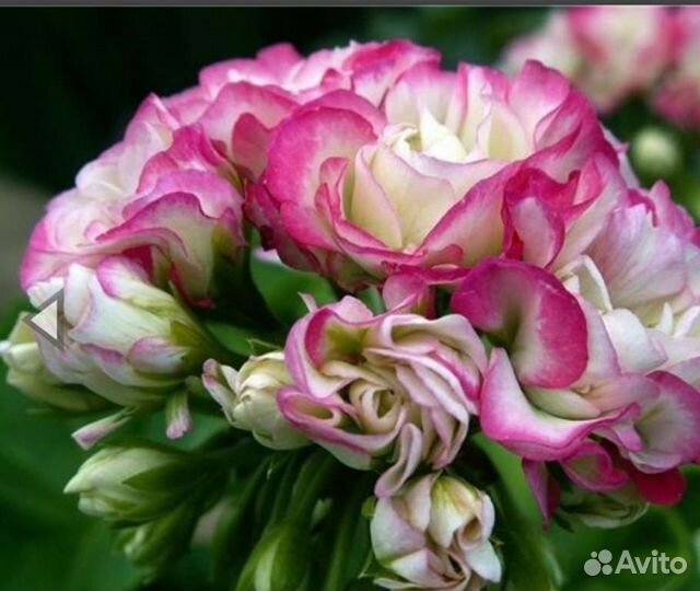 Пеларгонии розебудные