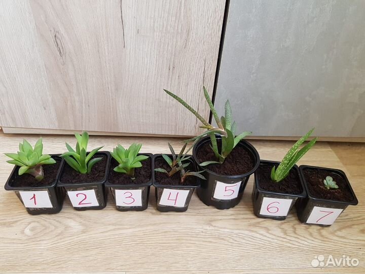 Суккуленты, тирукалли Лето круглый год