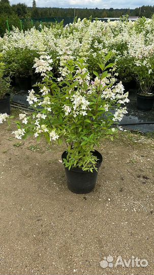Гортензия метельчатая Юник 5-6 лет, C-20