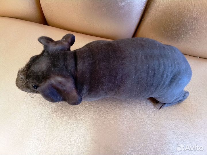 Морская свинки скинни с доставкой на адрес