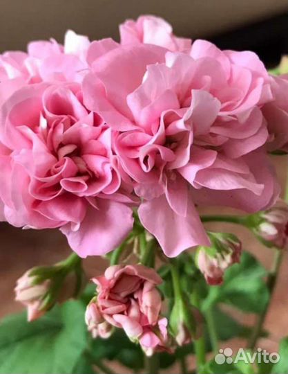 Сортовые пеларгонии