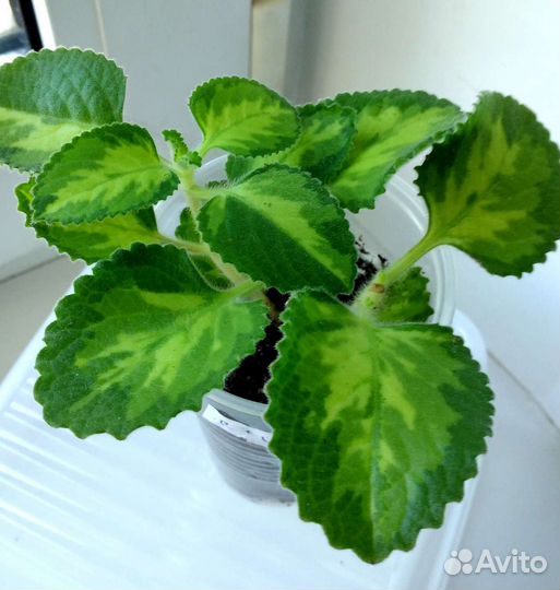 Ароматные растения для дома