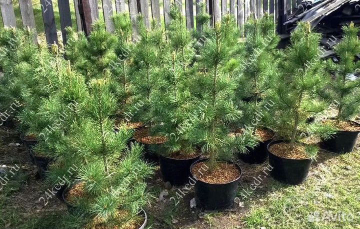 Сибирский кедр экстра класс. Саженцы