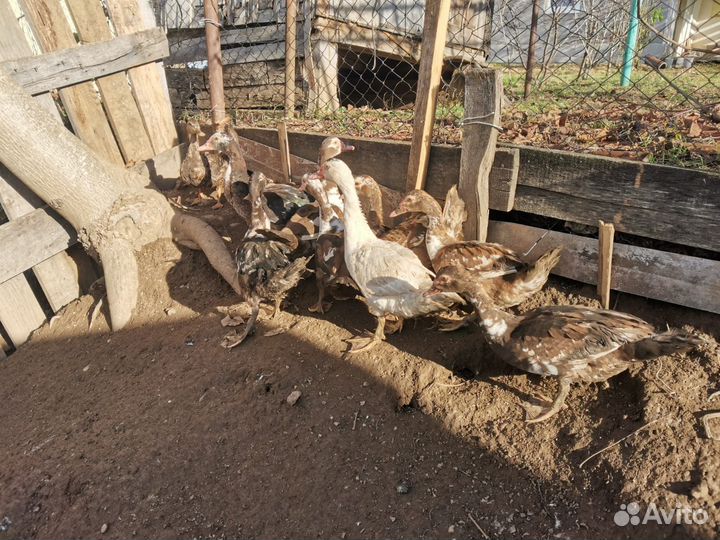 Продажа уток