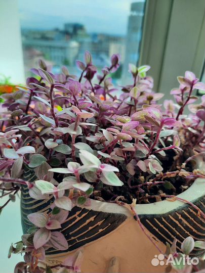 Каллизия розовая пантера