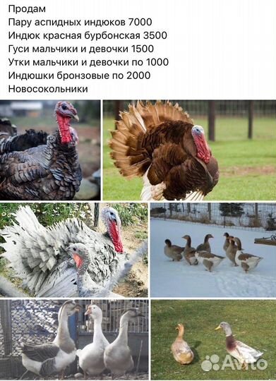 Утки/индюки/гуси