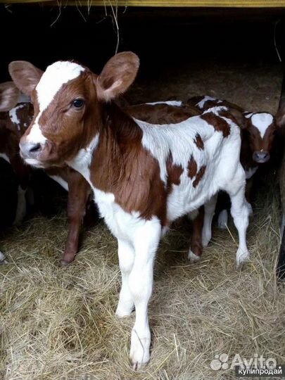 Телята бычки