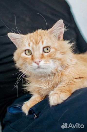 Шикарный кот ждёт хозяина