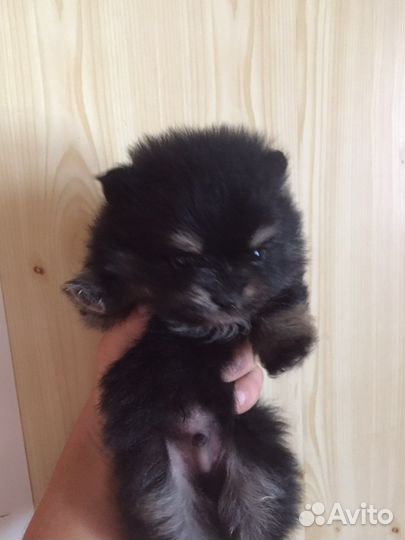 Щенки шпица