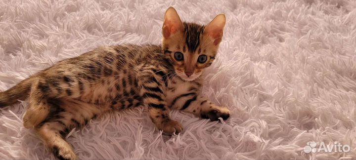 Бенгальская кошка