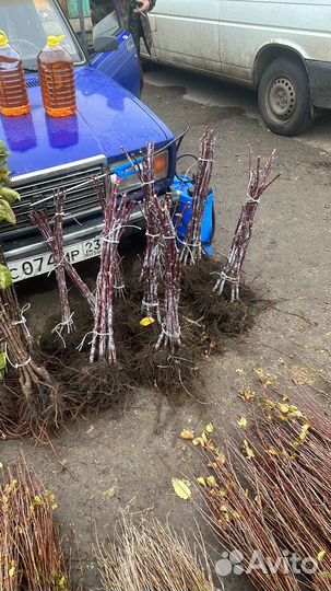 Малина и ежевика