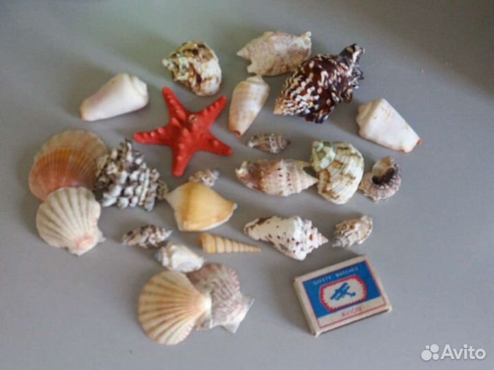 Набор ракушек в аквариум