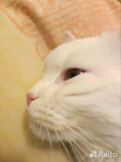 Отдам кота в хорошие руки