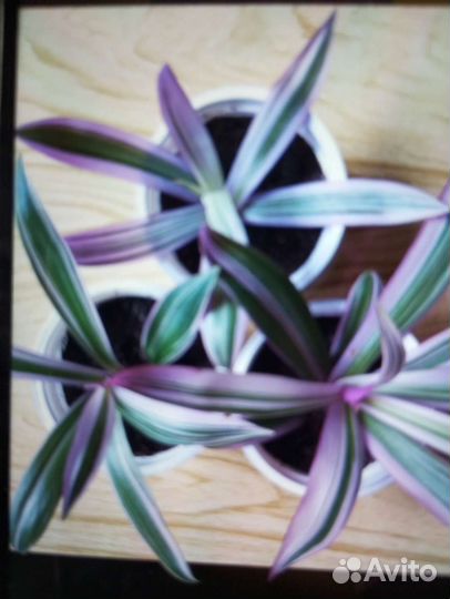 Руэллия, Рэо, Сеткретазия пурпурная