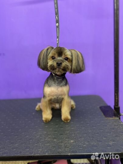 Стрижка собак, котов с выездом на дом