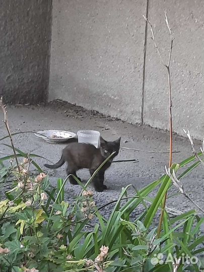 Два котёнка ищут дом