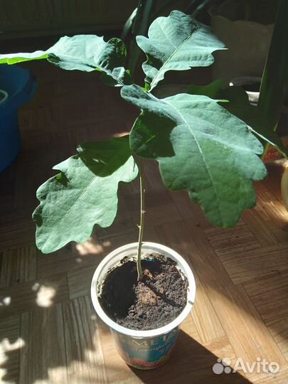 Саженцы дуба черешчатого