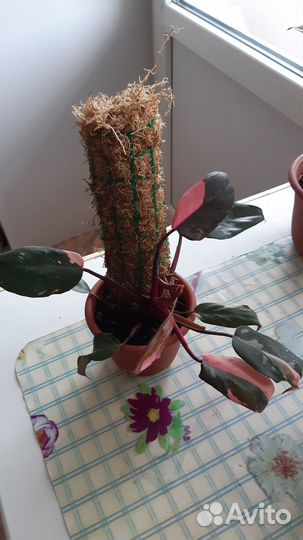 Тотем для растений из мха сфагнума