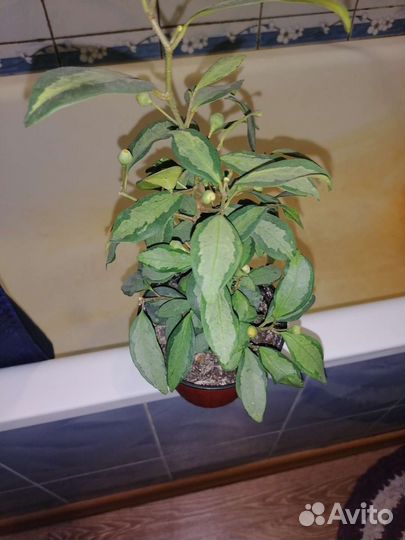 Фикус Диверсифолия вариегатная