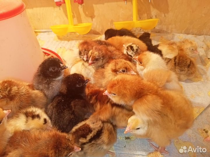 Продам 7ми дневных цыплят