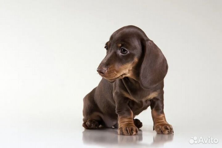 Карликовые/ кроличьи таксы