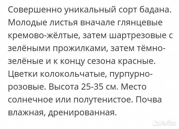 Бадан Лунар Глоу