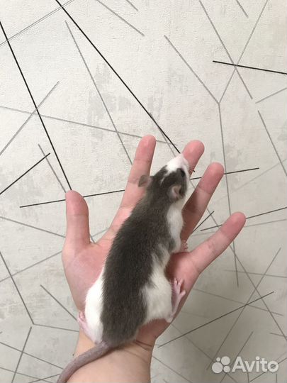 Декоративные Крысы разных окрасов (см. описание)