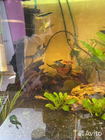 Аквариум с рыбками