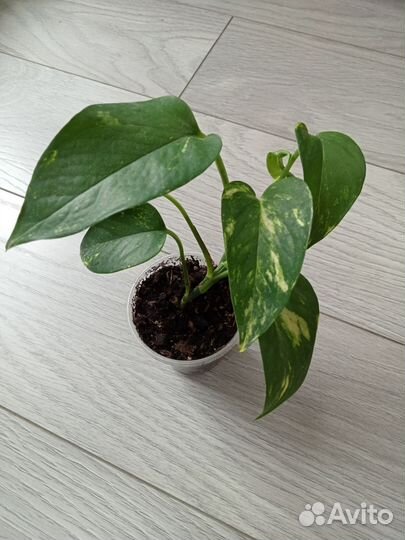 Эпипремнум золотистый (Epipremnum aureum)