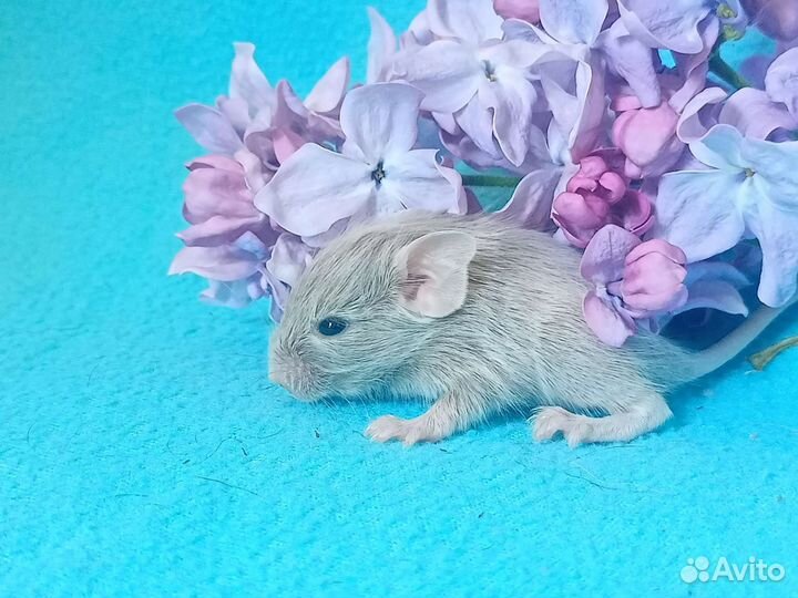 Белочки дегу