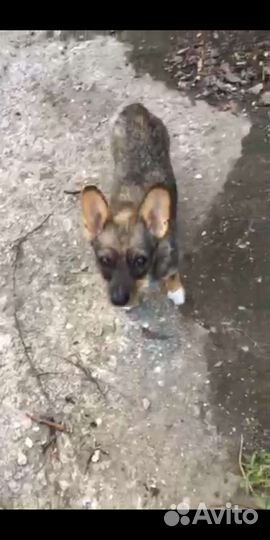 Маленькие собаки в добрые руки бесплатно