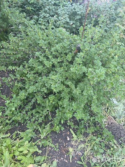 Крыжовник смородина малина клубника саженцы